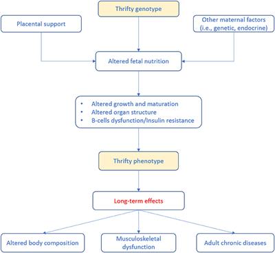 Musculoskeletal Changes Across the Lifespan: Nutrition and the Life-Course Approach to Prevention